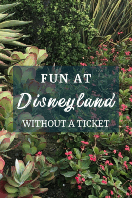 Photo showing succulents and pink flowers in a planter in Downtown Disney District. A heading over the photo says “Fun at Disneyland Without a Ticket”