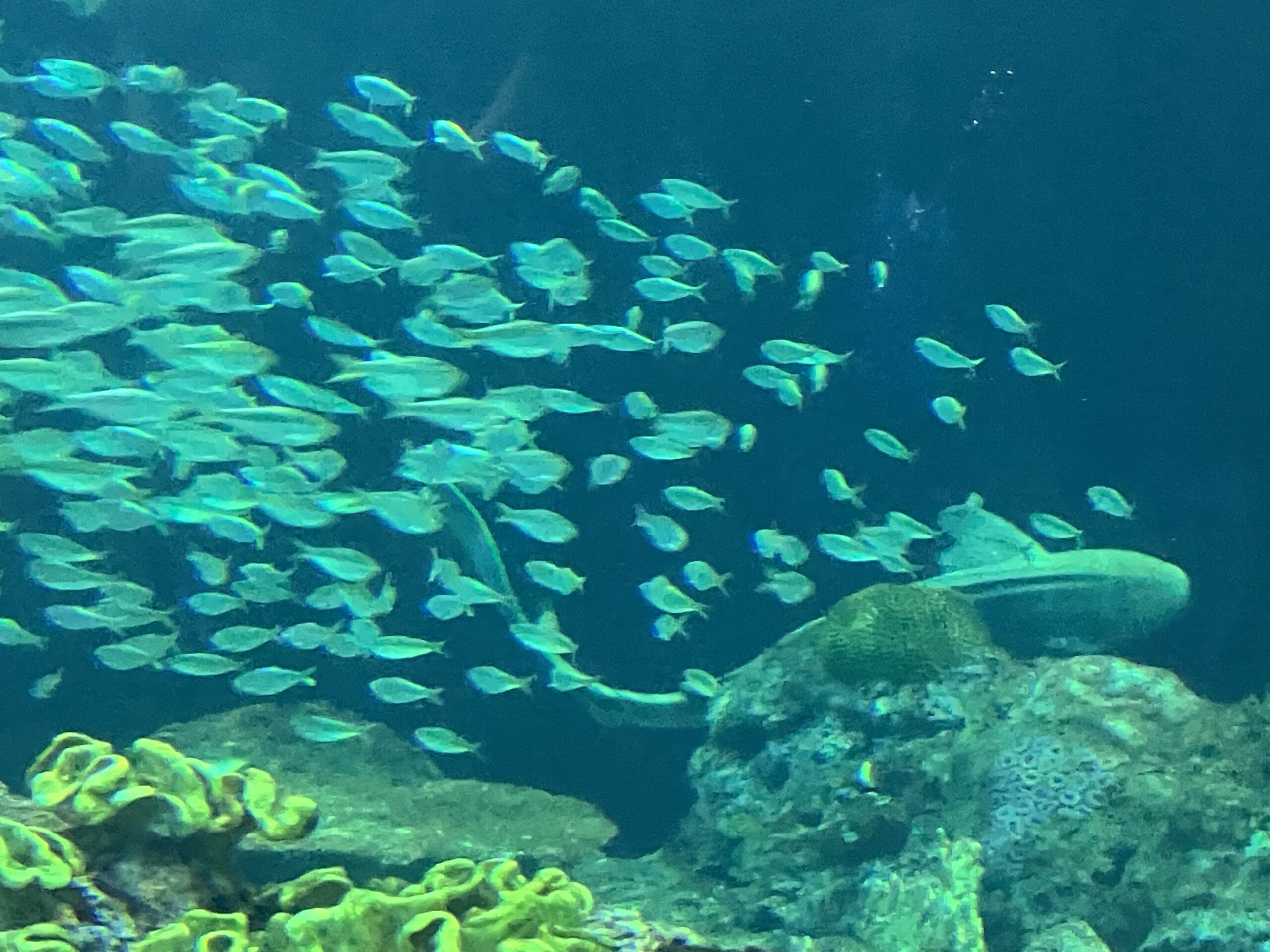 Top 5 Tips for Visiting Chicago’s Shedd Aquarium