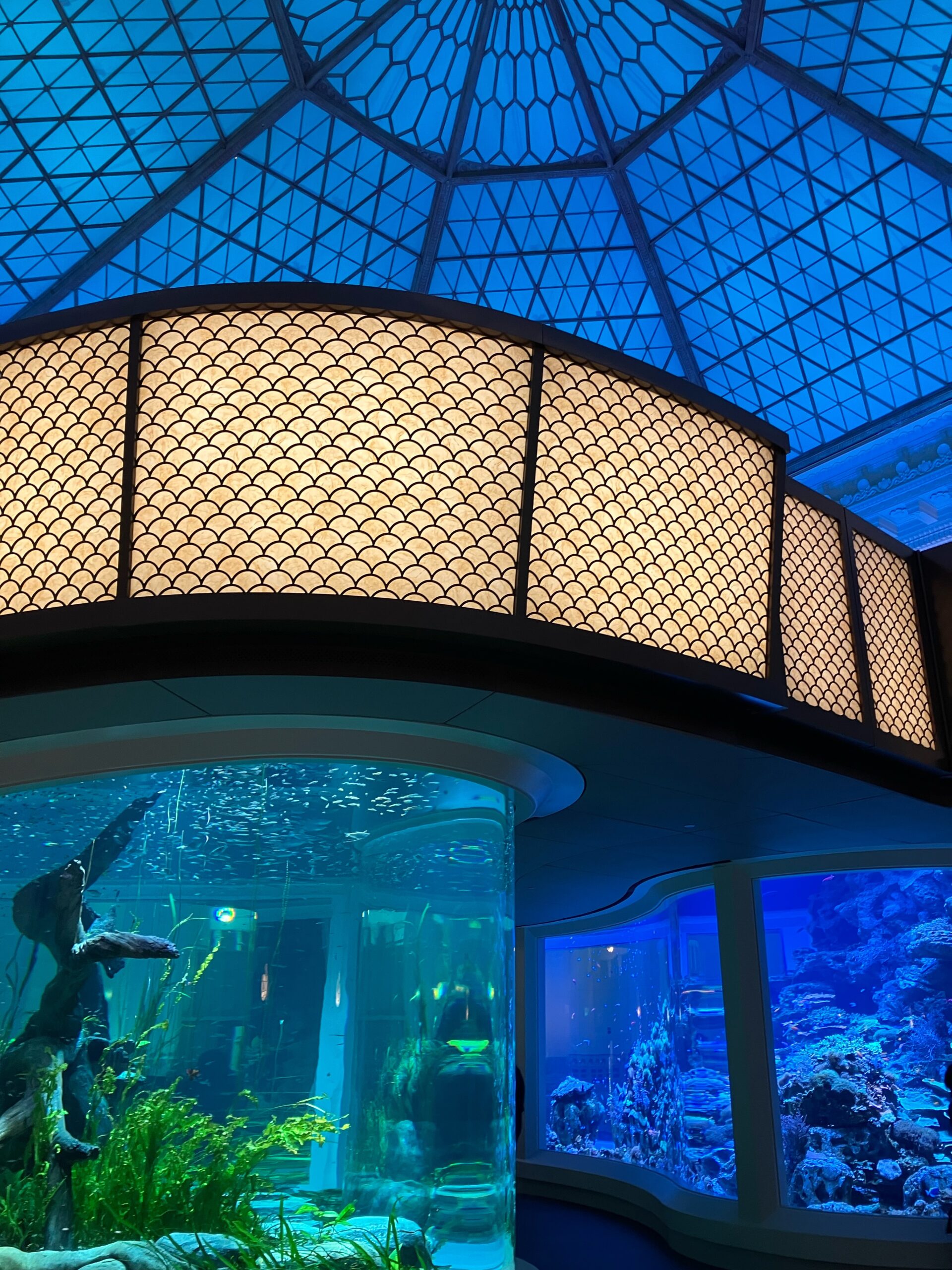 View of new Wonder of Water exhibit at the Shedd Aquarium in Chicago, Illinois. Photo shows freshwater tanks, saltwater tank and the domed ceiling of the rotunda.