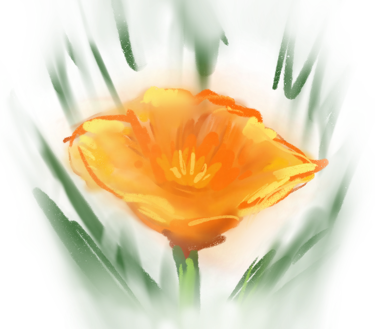 Sketch of California Golden Poppy