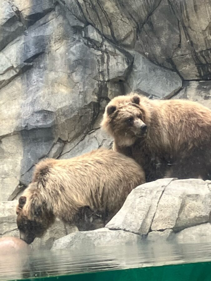 Visit Brookfield Zoo Chicago for Free This Winter