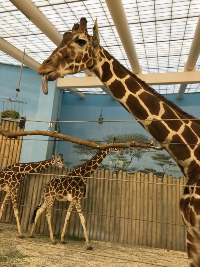 Big Guide to Brookfield Zoo Chicago