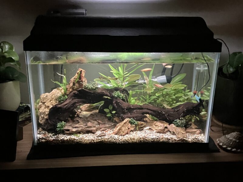 Aquascaped tank with multicolored gravel, black soil, driftwood, tan rocks, light orange fish, snails and small shrimp.