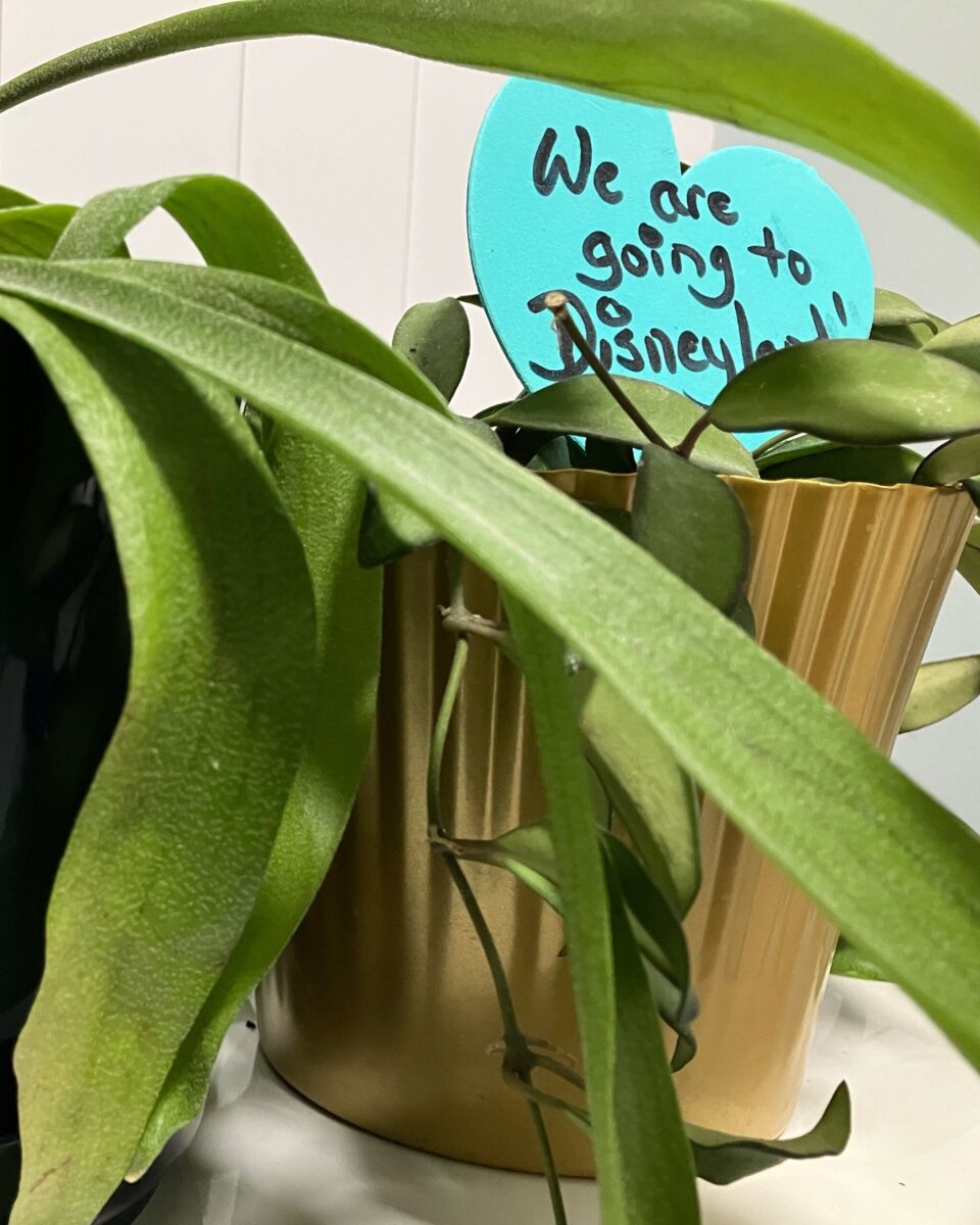 Photo showing two plants. One plant has a tag in the pot that says “We are going to Disneyland.” Illustrates how to use plants for a spring break themed surprise Disney trip reveal.