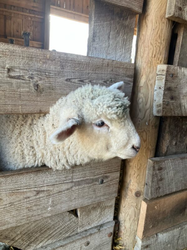 Photo showing a lamb at Kline Creek Farm extended head between fence slats.