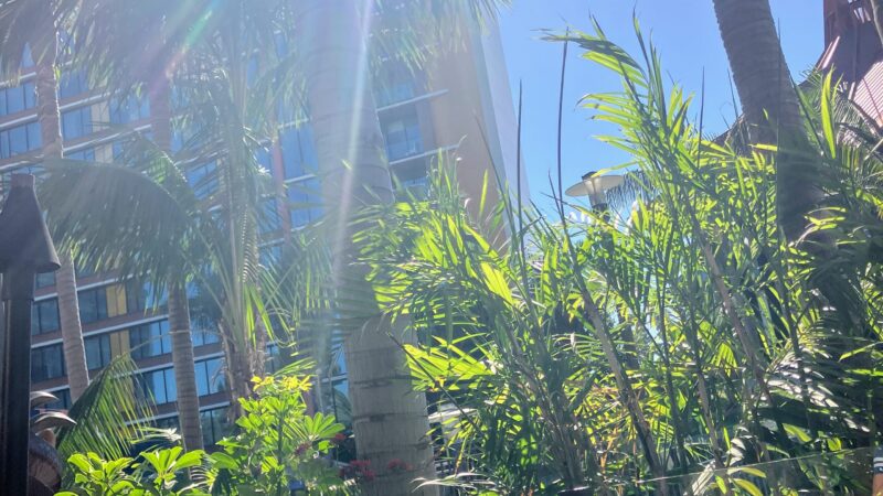 Photo showing tower of rooms at Disneyland Hotel against blue sky. In the foreground are palm trees and other plants. View is looking up from pools and restaurants.