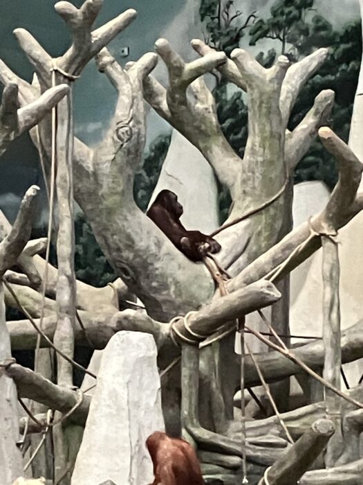 How to See Huge New Tropical Forests at Brookfield Zoo Chicago