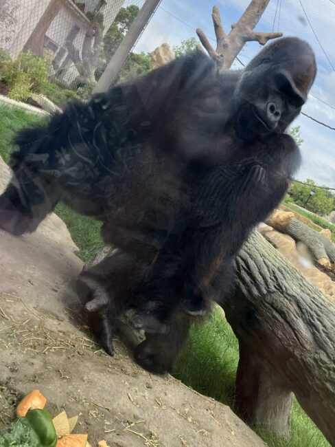 Our Visit to the Brand New Tropical Forests at Brookfield Zoo Chicago