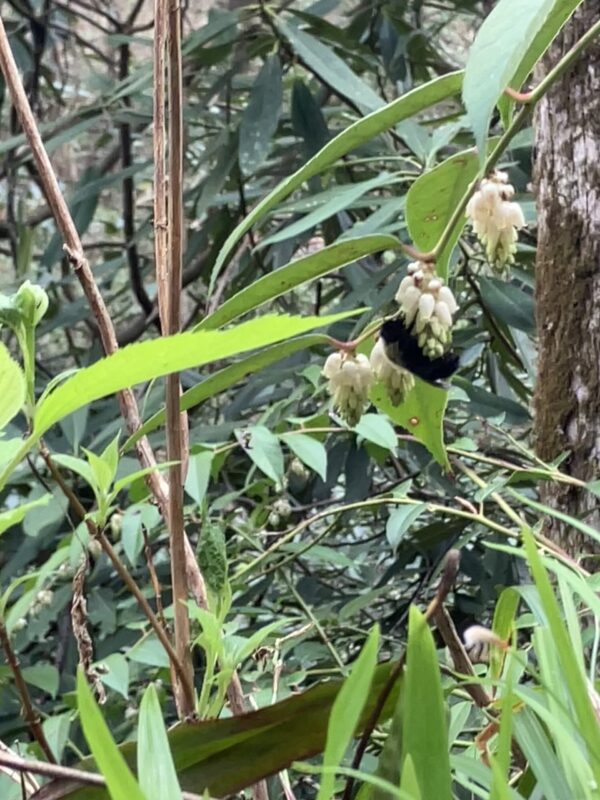 Photos of bee hanging on a white flower amongst foliage in the underbrush at Great Smoky Mountains National Park