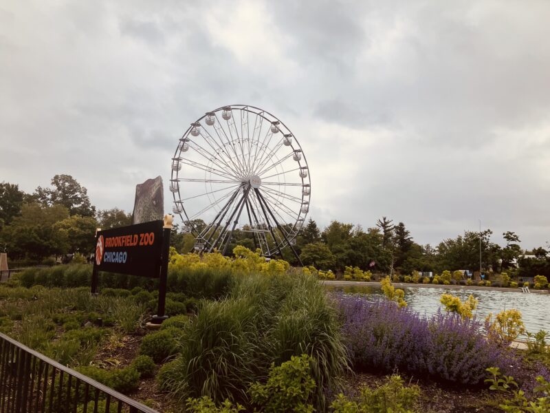 Ferris wheel behind Roosevelt Fountain and landscaping in the center of Brookfield Zoo Chicago.